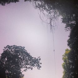 Low angle view of trees against sky