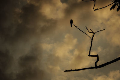 Low angle view of bird perching on a tree