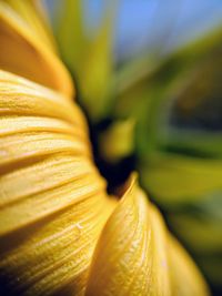 Close-up of yellow flowering plant