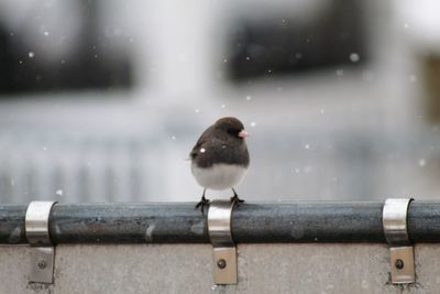 Close-up of bird perching on railing during rainy season