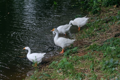 White birds in lake