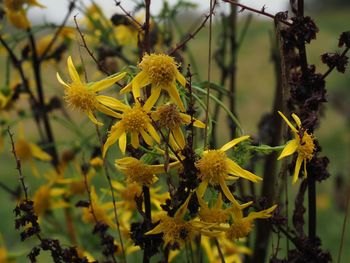 Close-up of yellow flowering plant