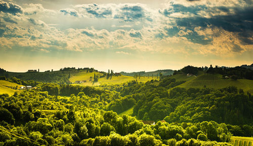 Scenic view of trees against sky during sunset