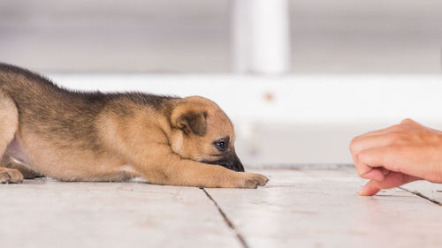 Close-up of a dog sleeping on floor