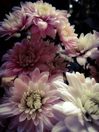 Close-up of pink flower