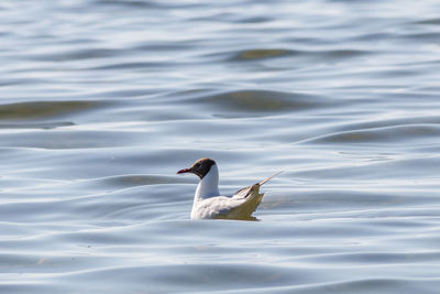 Swan swimming in lake