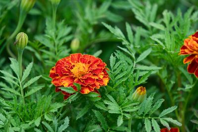 Close-up of orange marigold flower