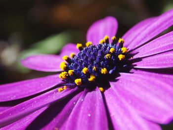 Close-up of purple flower