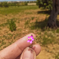 Close-up of hand holding flower