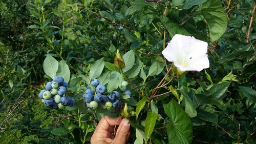Close-up of hand holding plant