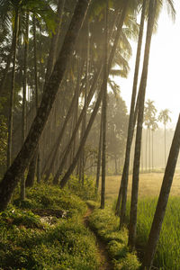 Trees in forest