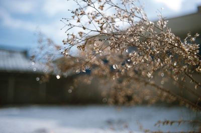 Close-up of tree against sky