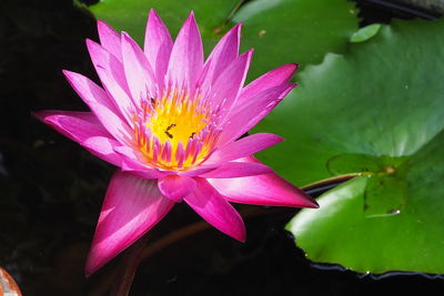 Close-up of pink water lily blooming outdoors