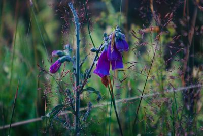 Close-up of purple flowering plant on land