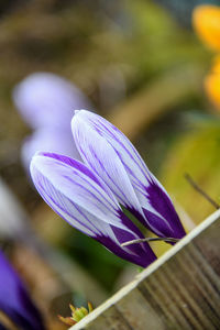 Close-up of purple crocus flower