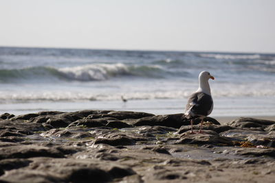 Seagull on a beach