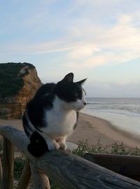 Close-up of cat sitting on beach against sky during sunset