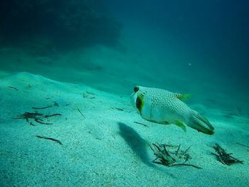 Fish swimming in sea