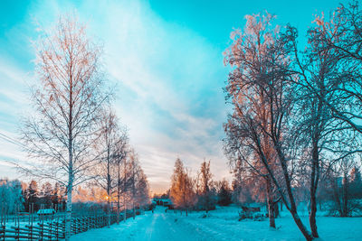 Bare trees against sky during winter