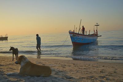 View of a dog on beach