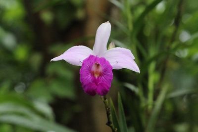 Close-up of pink iris flower