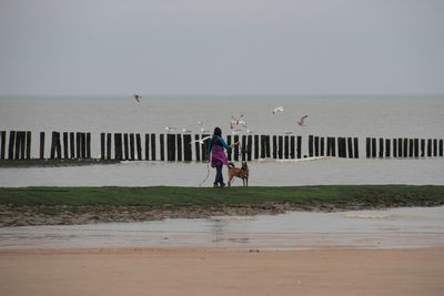 Rear view full length of woman with dog looking at birds on beach