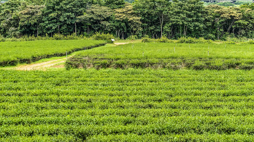 Scenic view of agricultural field