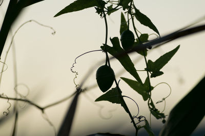 Close-up of plant growing against sky