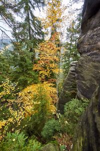 Trees in forest during autumn