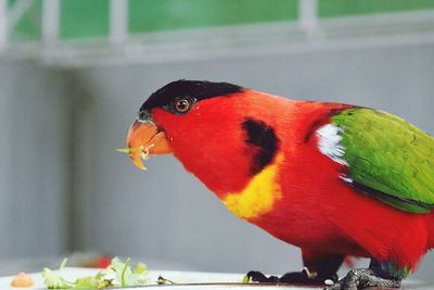 Close-up of parrot