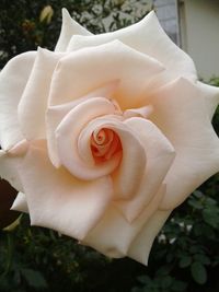 Close-up of rose