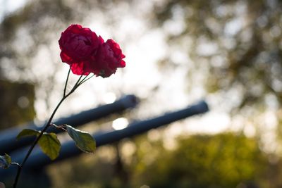 Close-up of rose plant