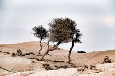 Tree in desert