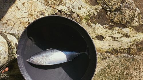 High angle view of stone wall