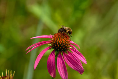 Close-up of butterfly on pink flower