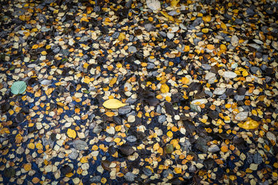 High angle view of yellow leaves floating on water