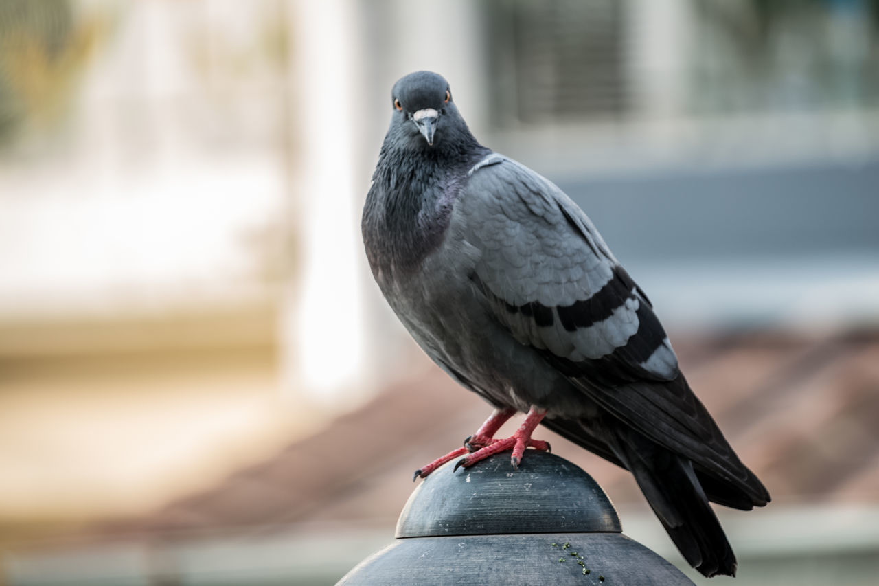 CLOSE-UP OF PIGEON PERCHING ON WALL