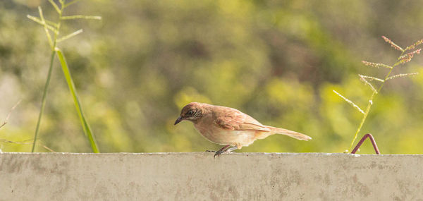 Bird perching on wall