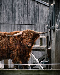 Close-up of a long horn 