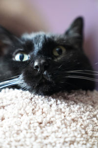 Close-up portrait of a cat