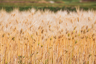 View of stalks in field