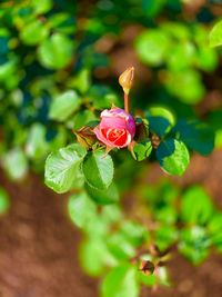 Close-up of pink flowering plant