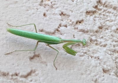 High angle view of insect on a land