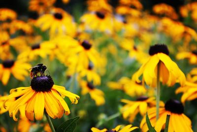 Close-up of honey bee on yellow flower blooming outdoors