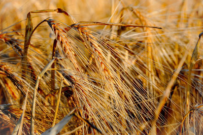 Close-up of stalks in field