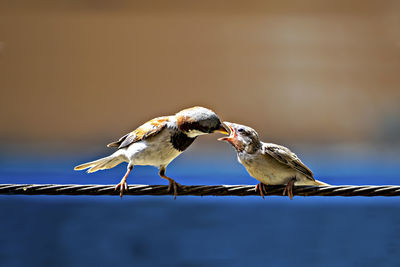 Newly born, hungry baby sparrow barely balancing on wire being fed with food from parents.