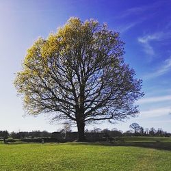 Tree against sky