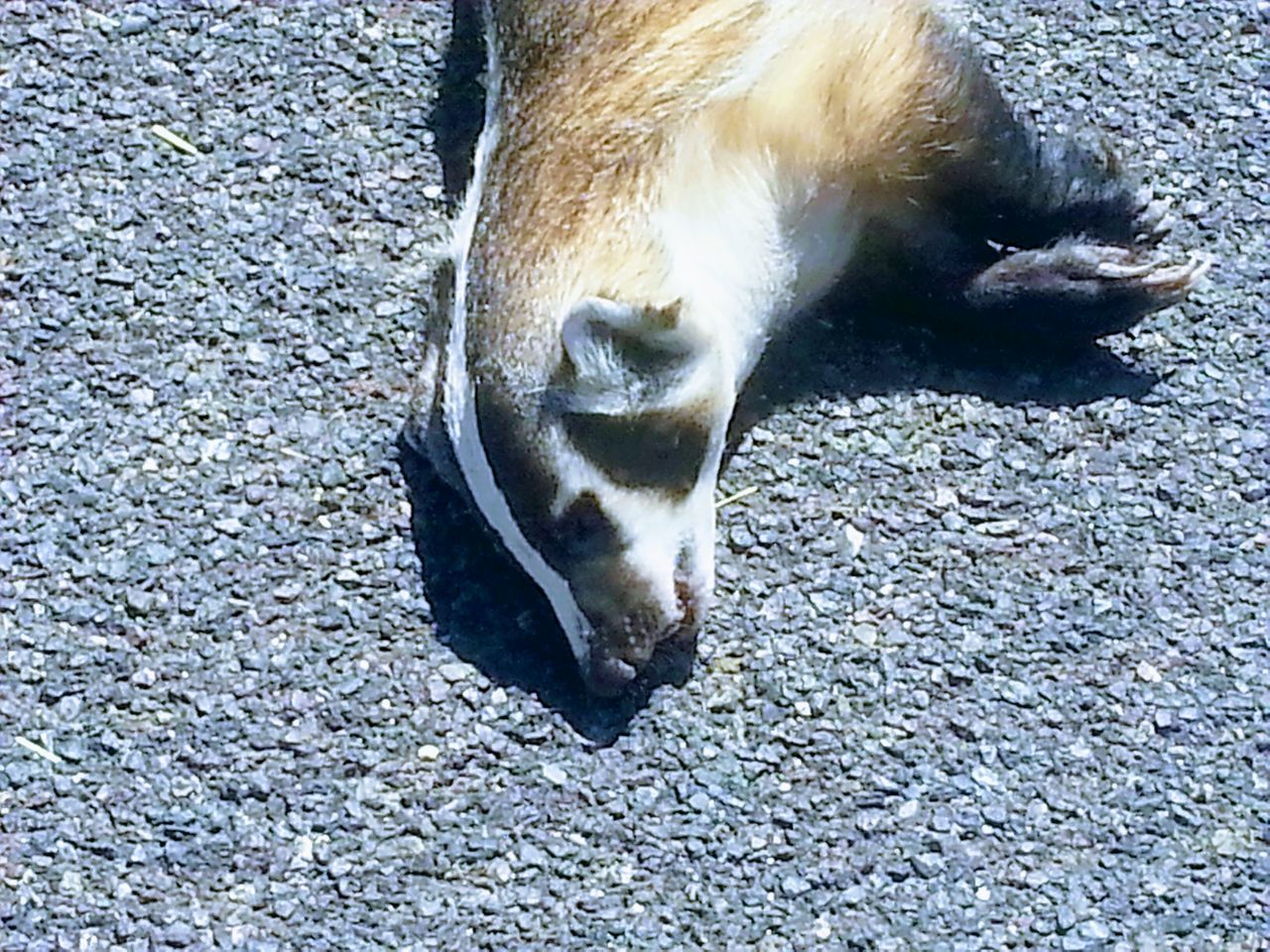 HIGH ANGLE VIEW OF DOG LYING DOWN ON FLOOR