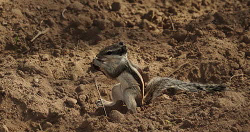 A squirrel digging and eating grain seeds in the field or garden, india-asia