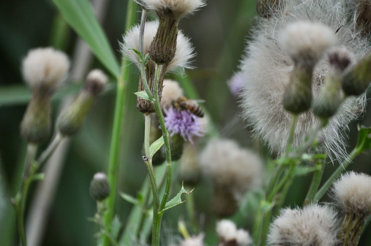 CLOSE-UP OF WHITE FLOWERING PLANT